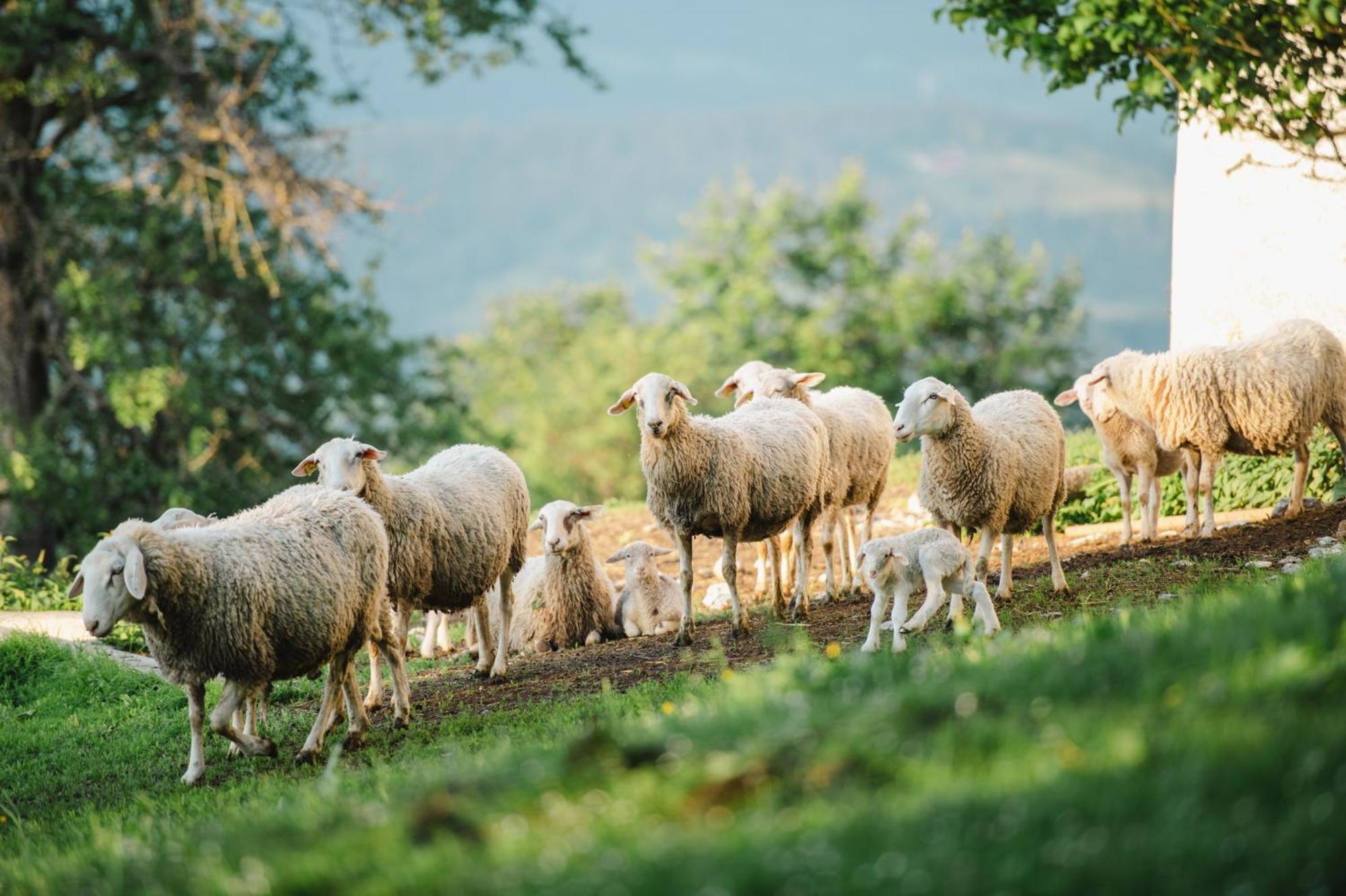 Eco Tourist Farm Ravnjak سلوفينج غرادتس المظهر الخارجي الصورة